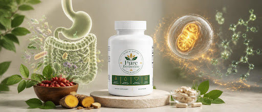 The Link Between Gut Health and Berberine Supplementation